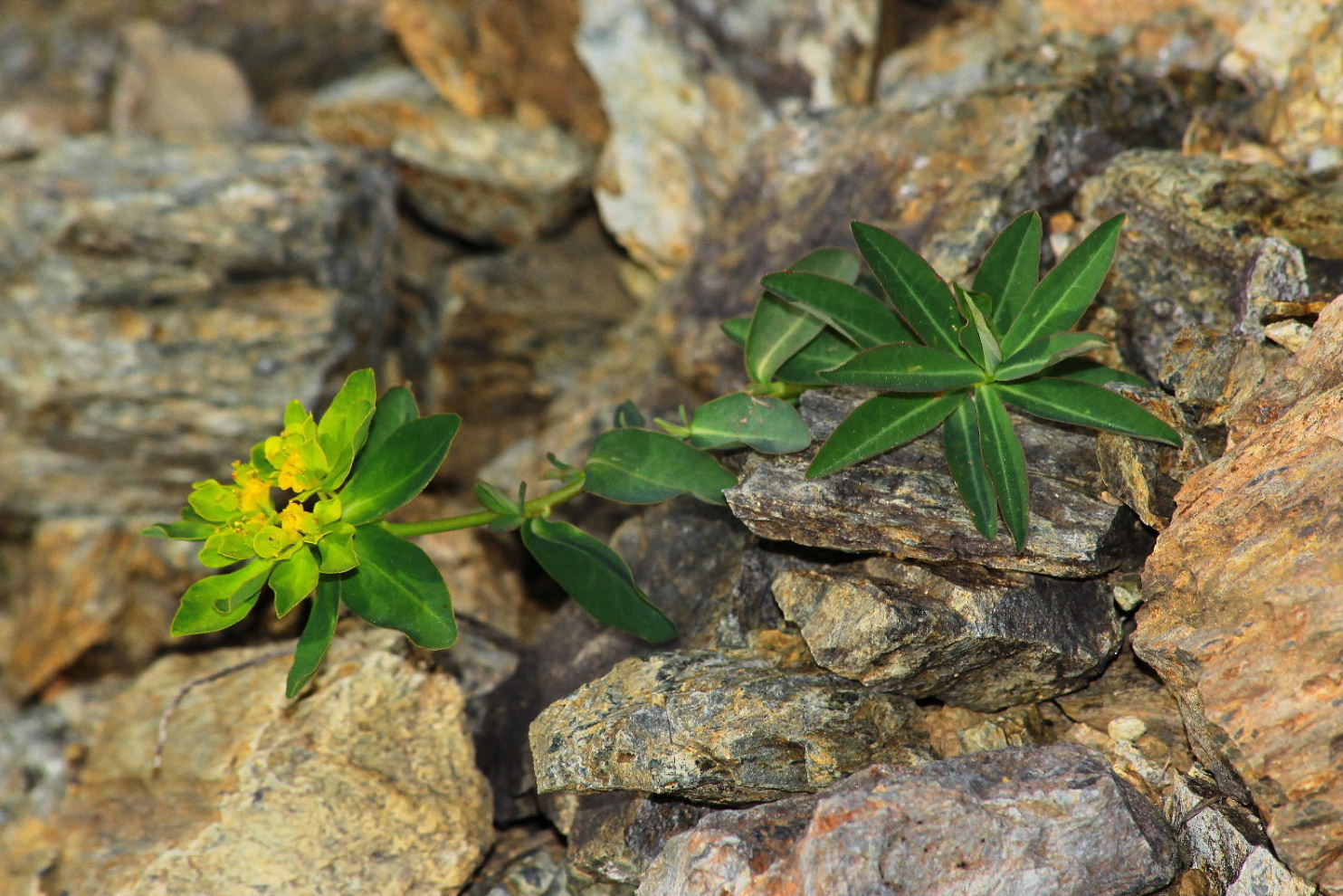 Masone (GE)  Euphorbia brittingeri